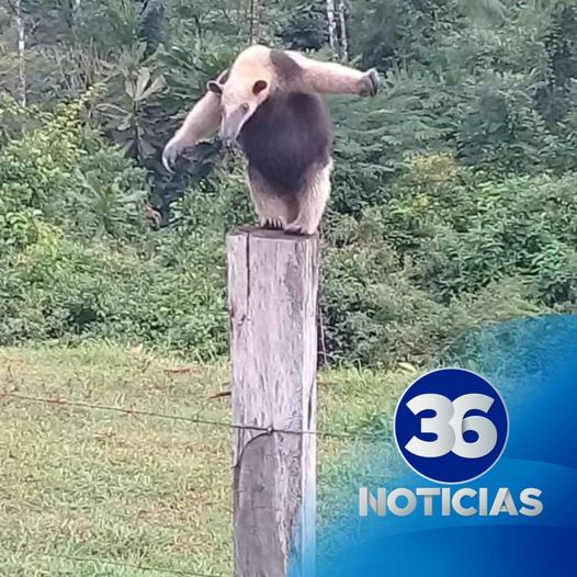 Un oso hormiguero es avistado cerca de la comunidad de Amapola de Guatuso