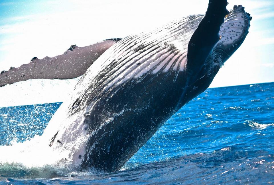 Ballenas Jorobadas Grabadas en Costa Rica: ¡Espectáculo en las Costas Guanacastecas!