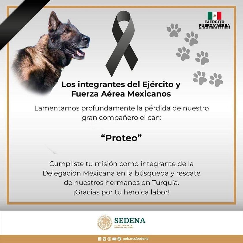Proteo, el perro experto en detección de personas bajo escombros, fallece en misión en Turquía