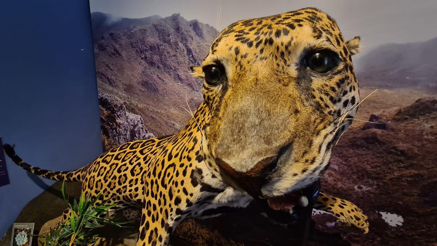 Descubre "Paramos de Costa Rica": la nueva exposición del Museo Nacional en San José