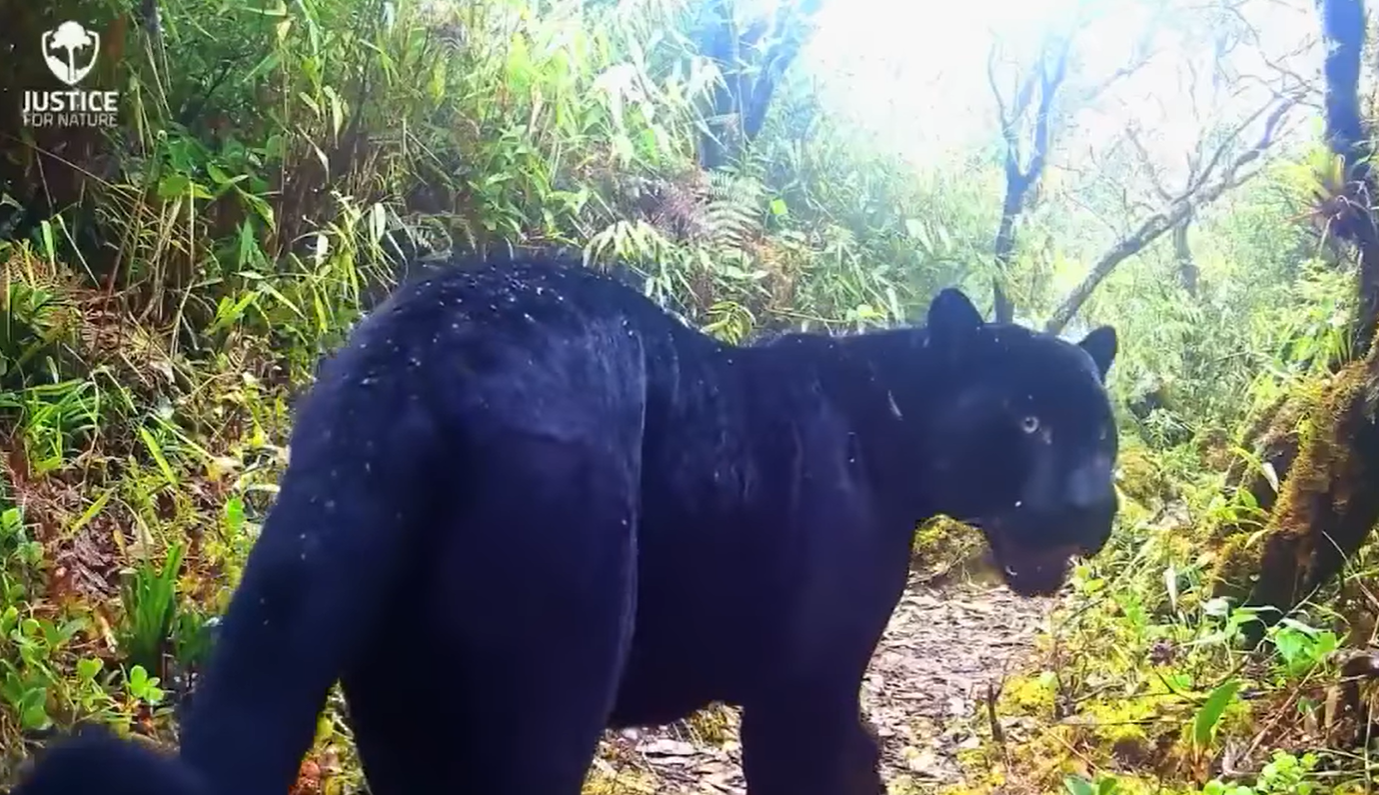 ¡Sorpresa en el Parque Internacional La Amistad! Cámara trampa capta a un Jaguar Negro