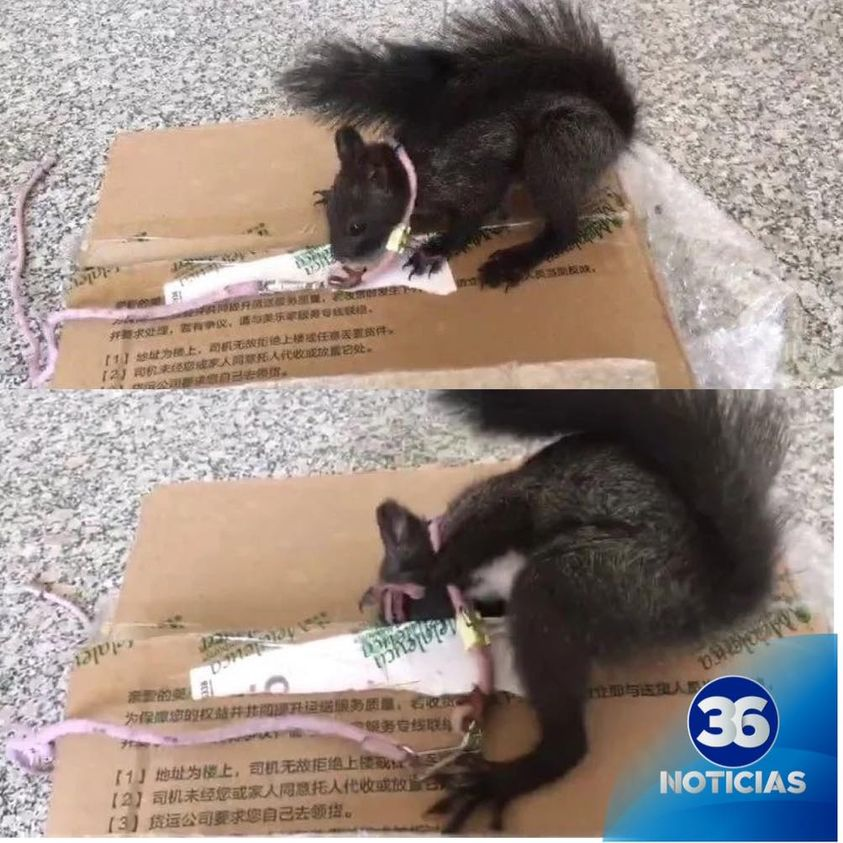 Ardillas rojas entrenadas para olfatear drogas superan a los perros en China