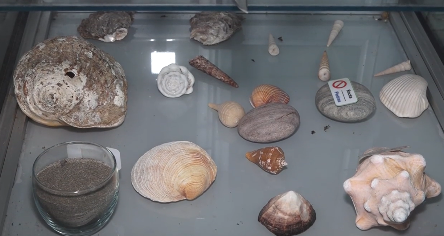 La campaña de Lora, la mascota del Aeropuerto de Guanacaste, para proteger el ecosistema marino