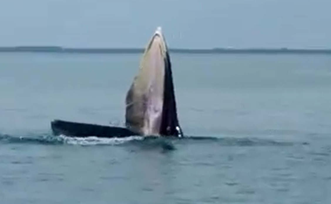 Ballena en Tailandia utiliza estrategia de alimentación única descubierta en 2011