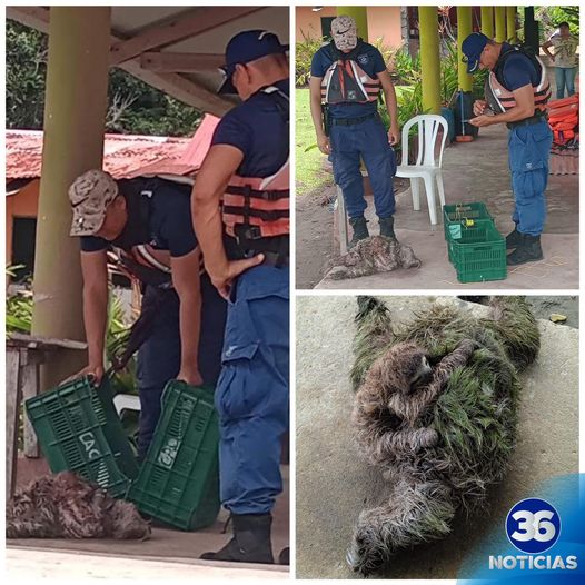 Guardacostas rescatan de Osa Perezosa en Siquirres