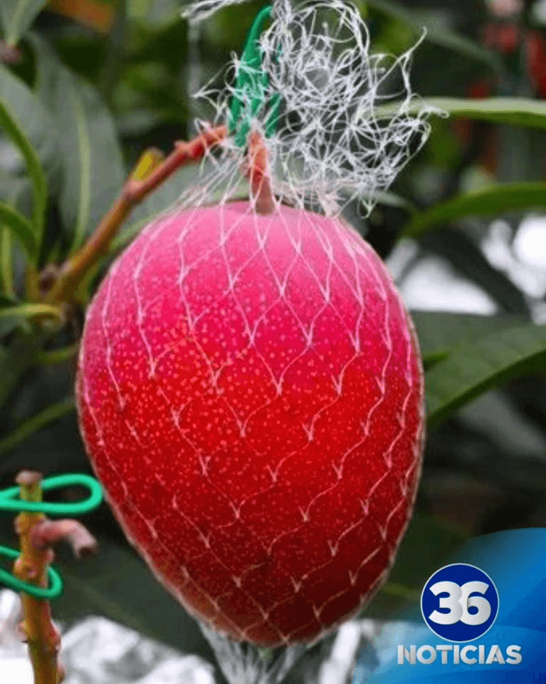 El Mango más caro del mundo a 120 mil colones en Japón