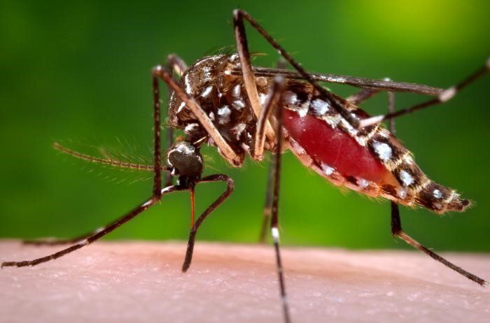Alarmante aumento de casos de dengue en Costa Rica