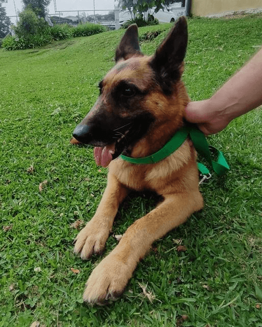 Perro Pastor Alemán: Evaluación tras ataque a niño