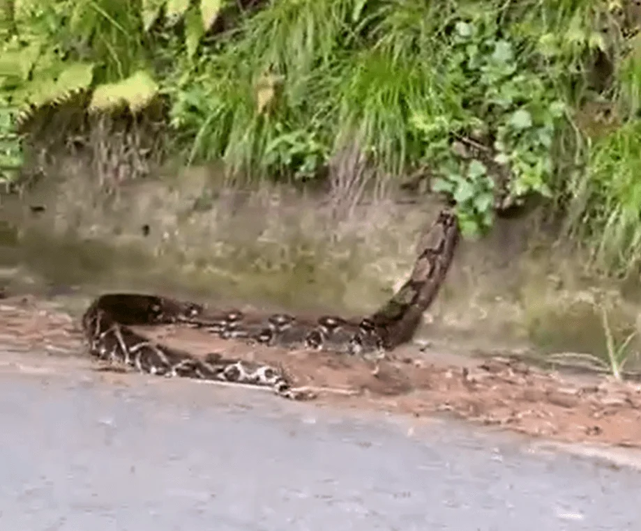 Avistamiento asombroso de boa en Monteverde
