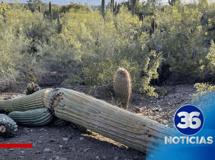 Cactus en Riesgo: Jardín Botánico de Phoenix