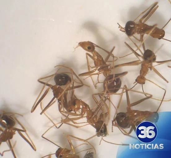Autorización de Agroquímicos para Controlar Plaga de la Hormiga Loca