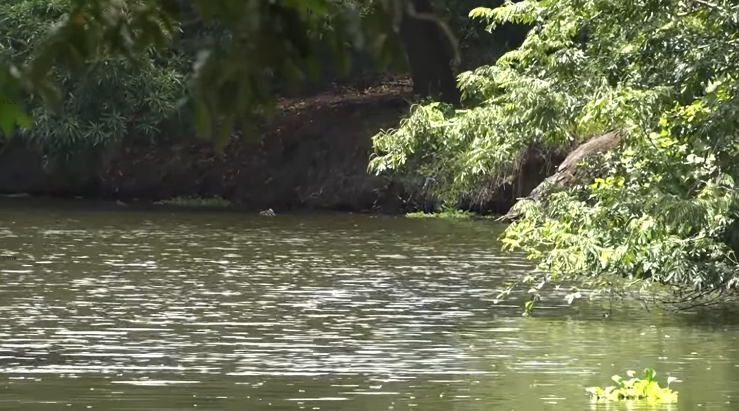 Vecinos de Carillo y Santa Cruz exigen Rotulación en el Río Cañas para Prevenir Ataques de Cocodrilos