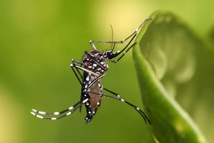 Alerta Sanitaria: Aumento de Casos de Dengue en Costa Rica