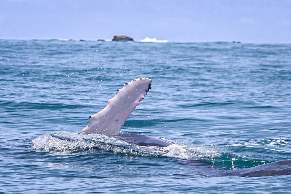 Festival de Ballenas y Delfines: Encuentros Impresionantes