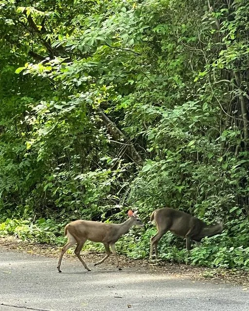 Encuentro con Fauna en Corredor Biológico de Santa Rosa