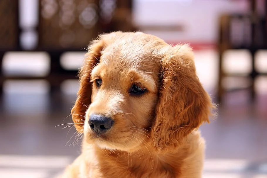 Mascotas como Compañía Vínculo Inquebrantable