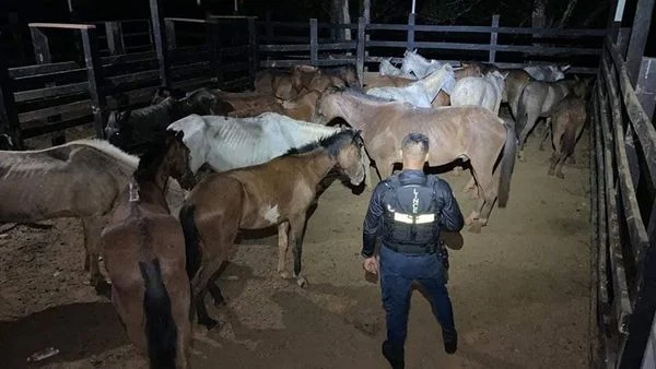 Rescate de 21 Caballos en Isla Chica, Costa Rica