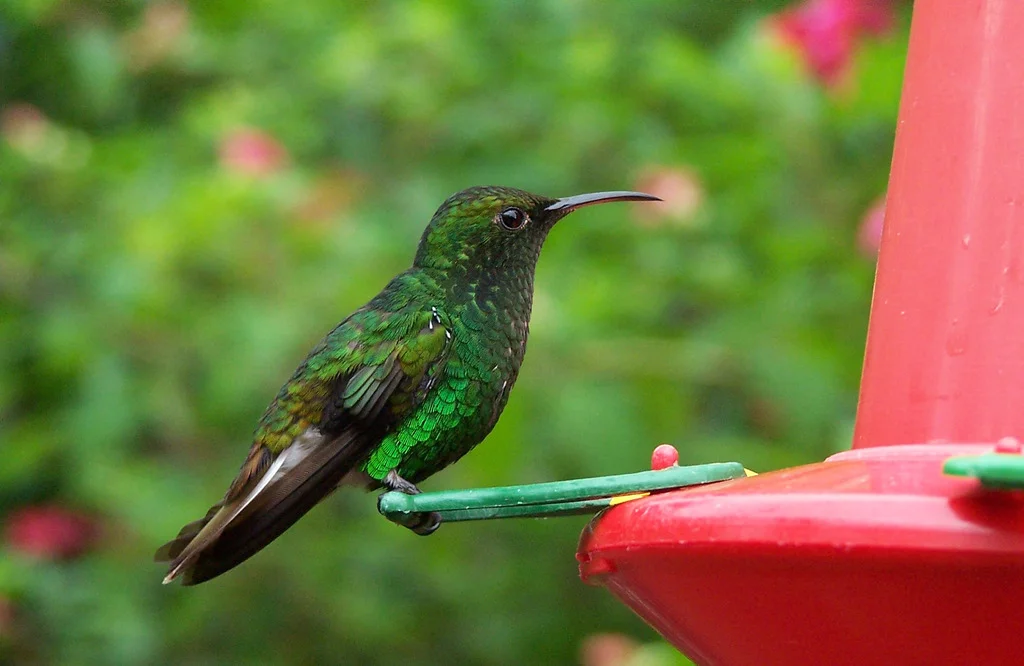 Colibrí Nuevo Símbolo Nacional de Costa Rica
