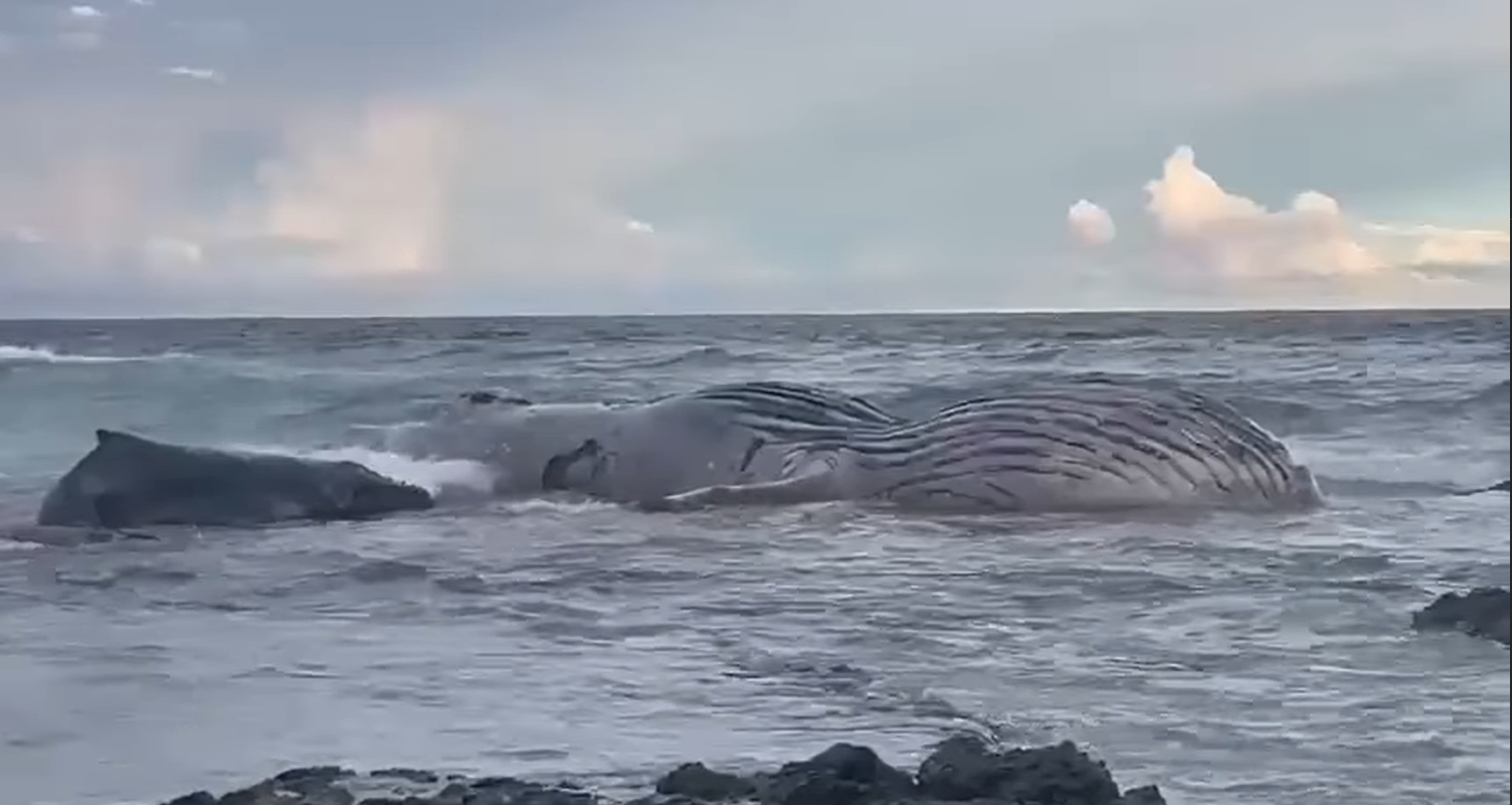 Drama en Cabuya, Puntarenas: Muere Ballena Jorobada y su Ballenato Lucha por Sobrevivir en la Costa
