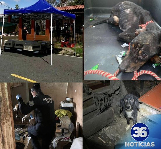 Mujer en Tibás Detenida por Crueldad Animal: Rescatan a 26 Perros y 4 Gatos en Condiciones Críticas