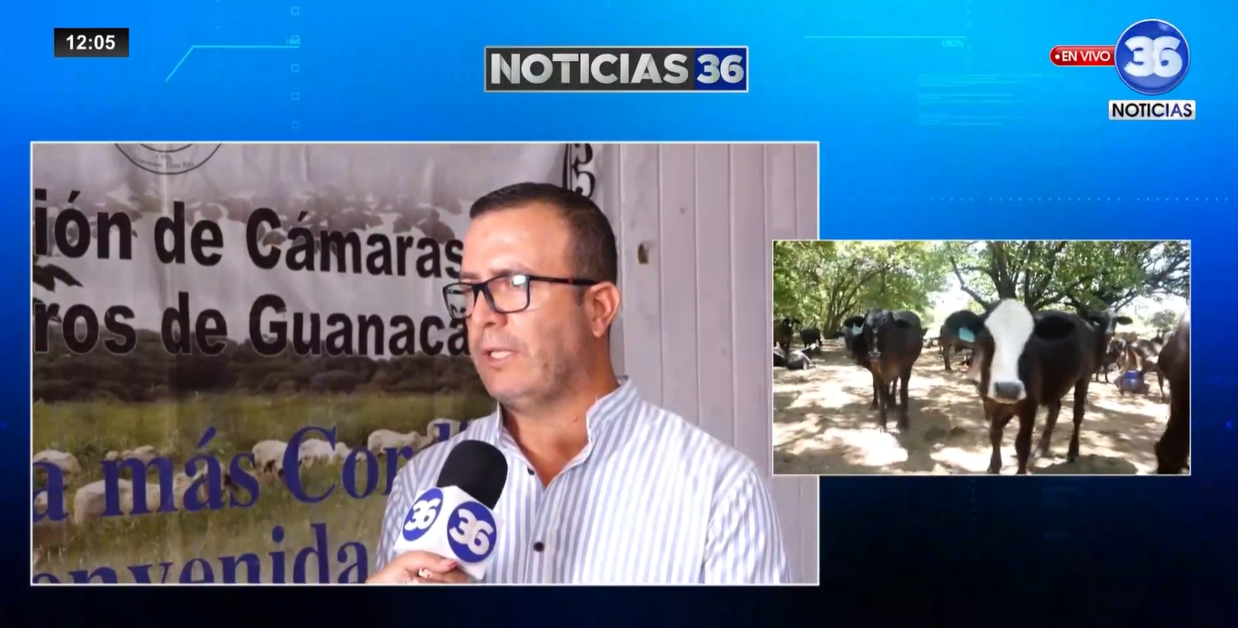 Aumento del robo de ganado preocupa a autoridades y ganaderos en Guanacaste