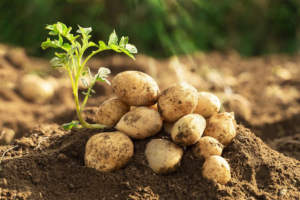 Consejo de gobierno en día del agricultor