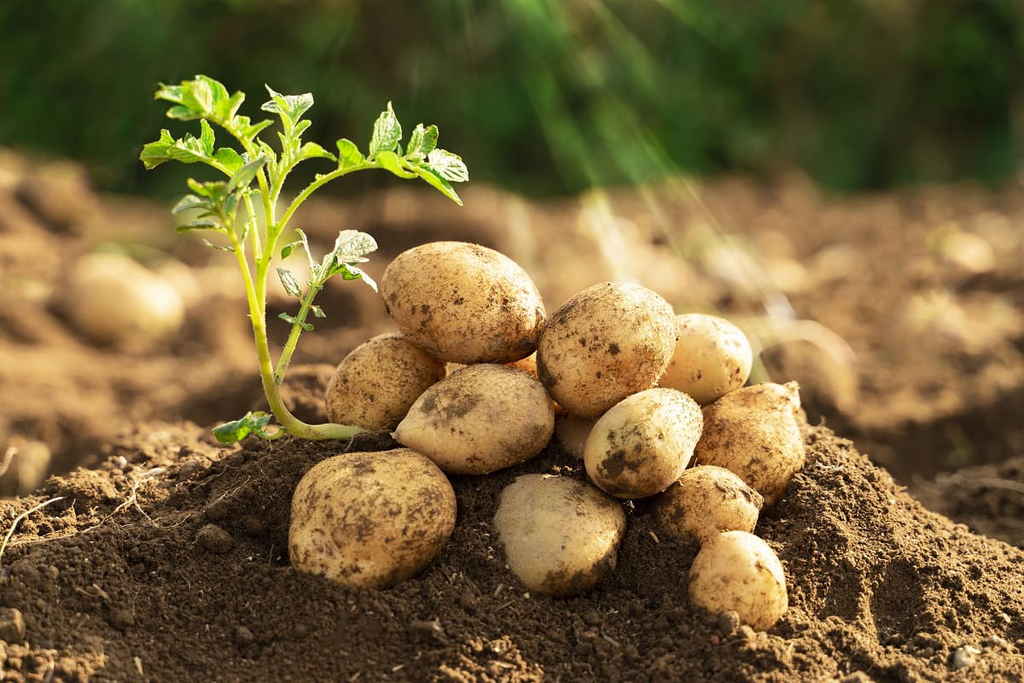 Consejo de gobierno en día del agricultor