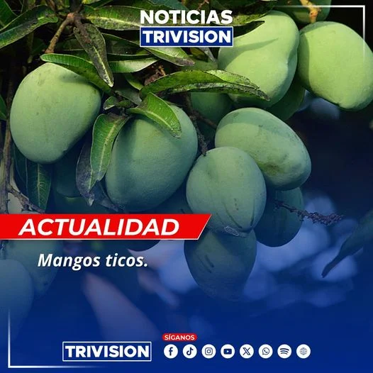 Descubre las 7 Variedades de Mango más Populares en Costa Rica