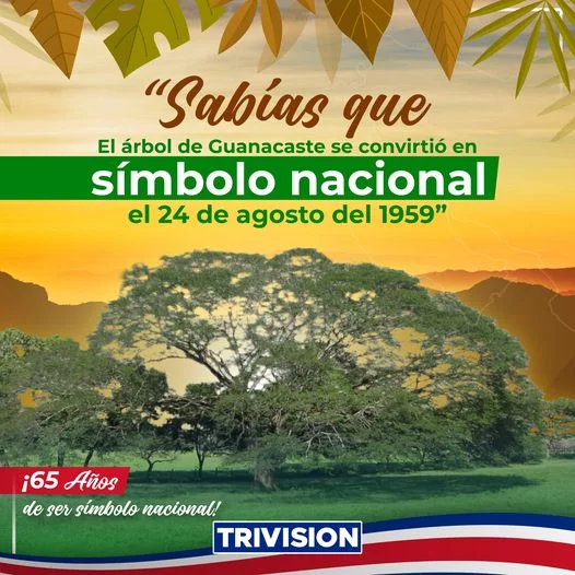 El Árbol de Guanacaste: 65 Años como Símbolo Nacional de Costa Rica