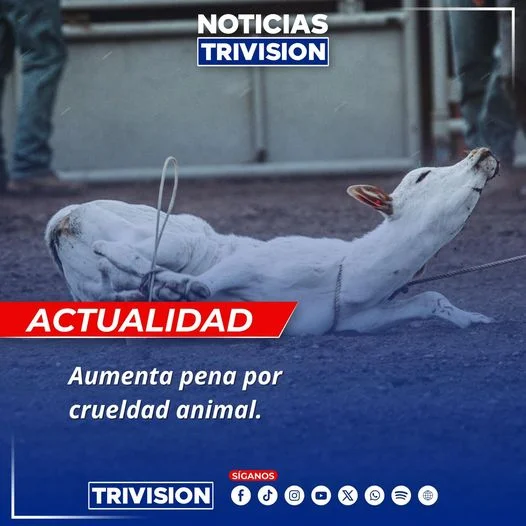 Nueva ley aumenta penas por maltrato animal en criaderos domésticos