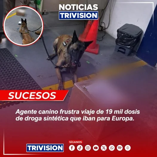 Policía de Costa Rica decomisa cargamento de drogas sintéticas con agente canino