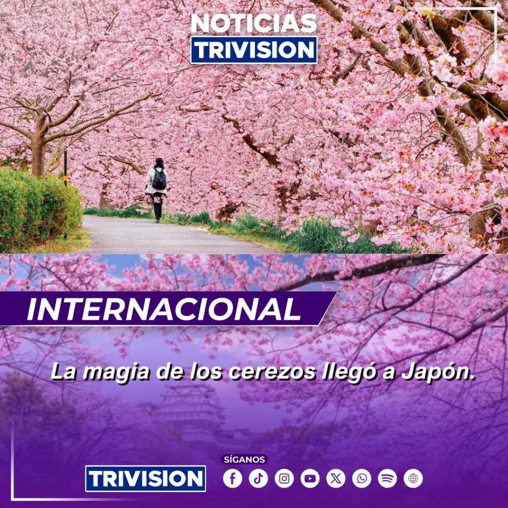 temporada de flores de cerezo en Japón