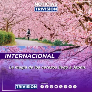 temporada de flores de cerezo en Japón