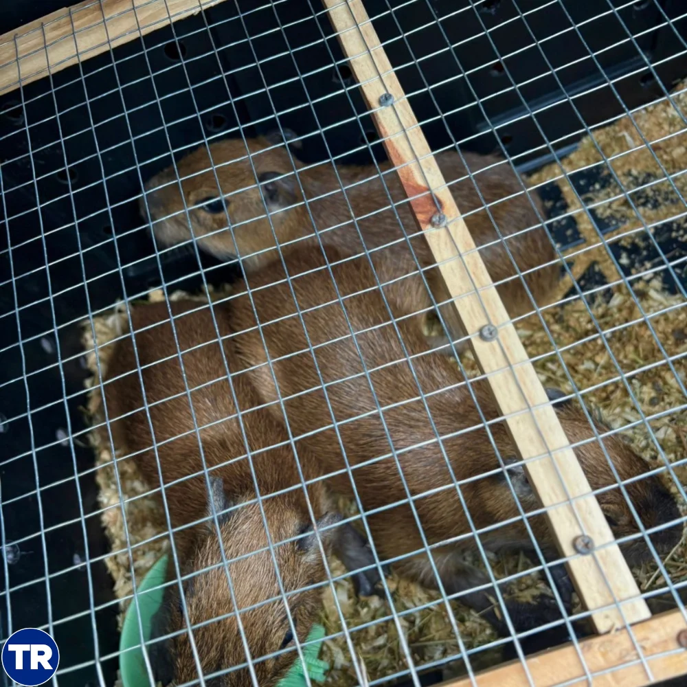 Cinco capibaras decomisadas y llevadas a Zooave