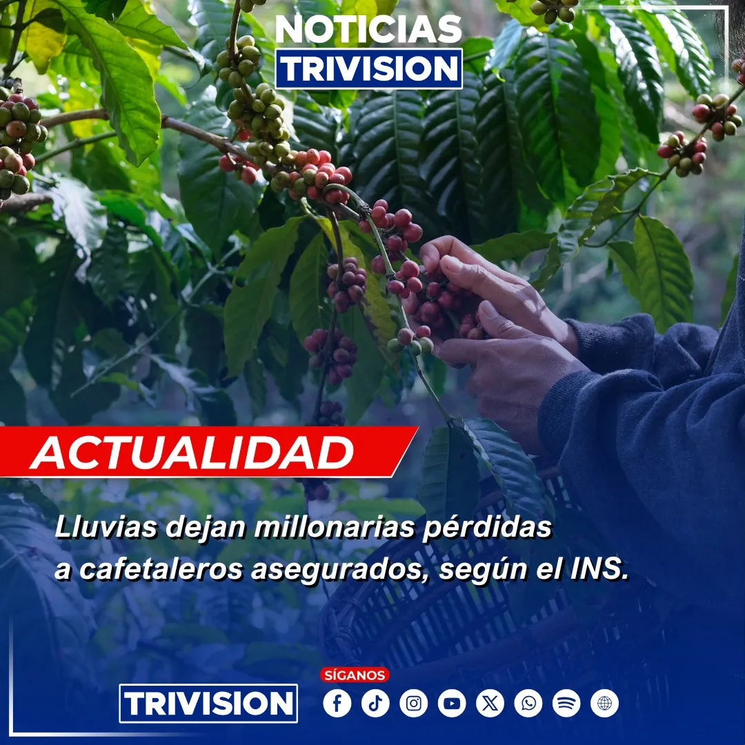Aumentan afectaciones al sector cafetalero por lluvias
