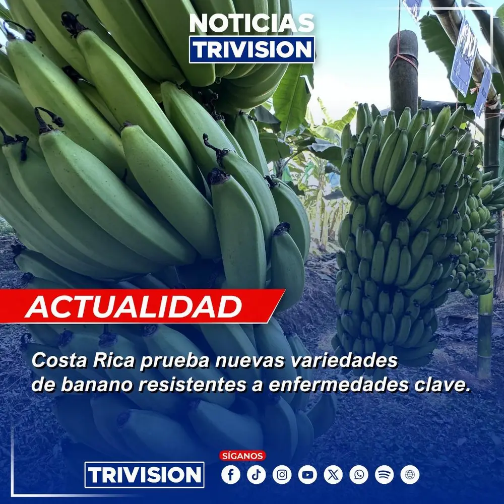 CORBANA revela cultivares de banano resistentes a Sigatoka negra y Fusarium R4T