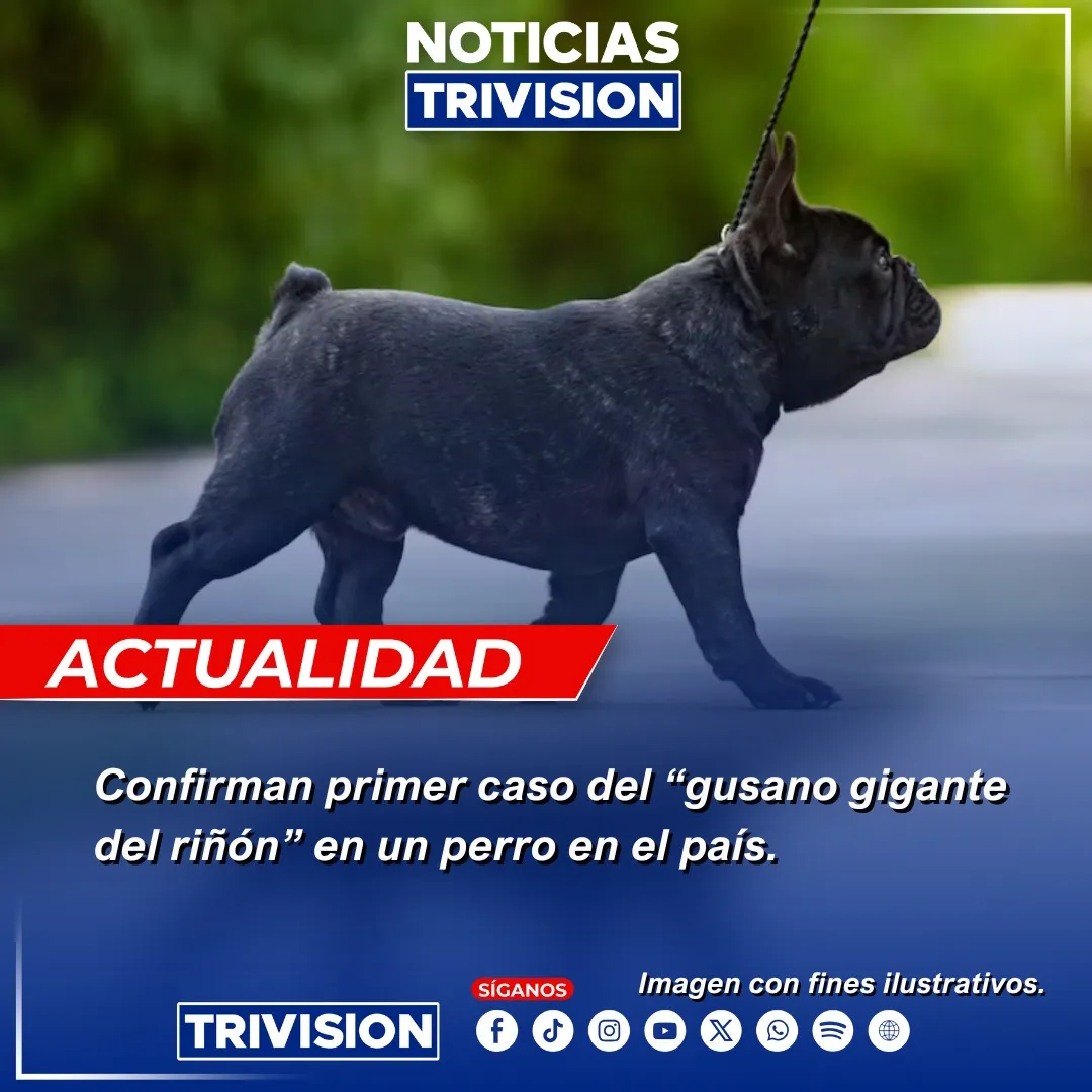 El gusano gigante del riñón preocupa tras primer caso confirmado en un perro en Costa Rica