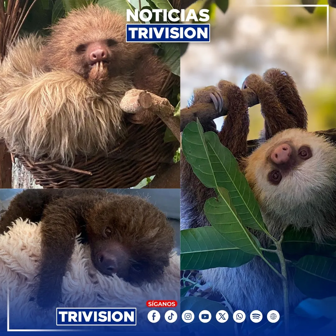 Costa Rica refuerza la protección de perezosos