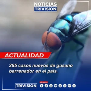 Aumentan los casos de gusano barrenador en Costa Rica: 285 nuevos reportes en enero.webp