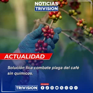 plaga del cafe